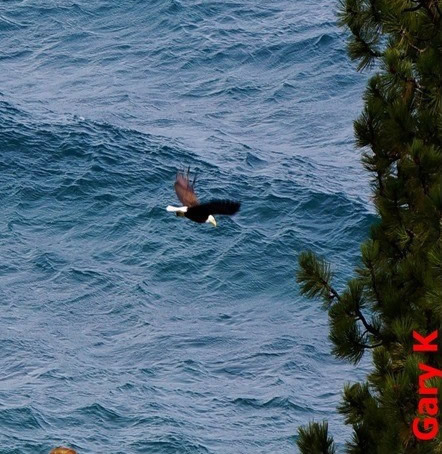 Osprey